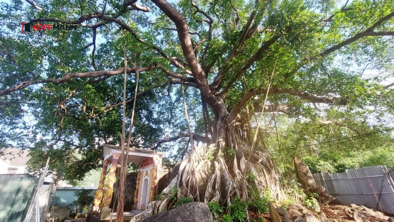 cay da mang nhieu am khi khong phu hop truoc nha